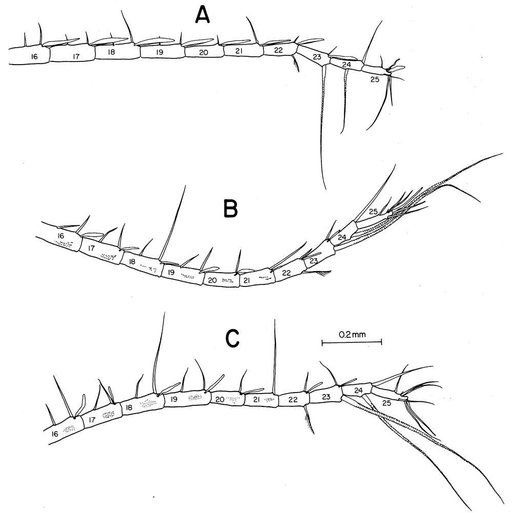 Espce Calanus pacificus - Planche 8 de figures morphologiques