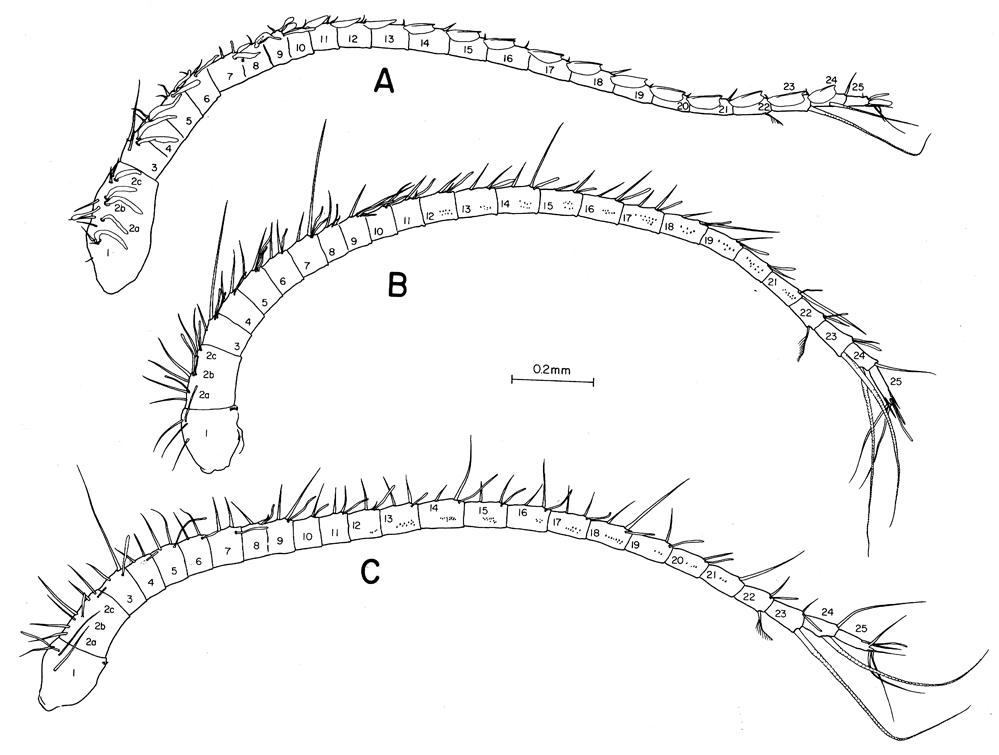 Espèce Calanoides philippinensis - Planche 3 de figures morphologiques