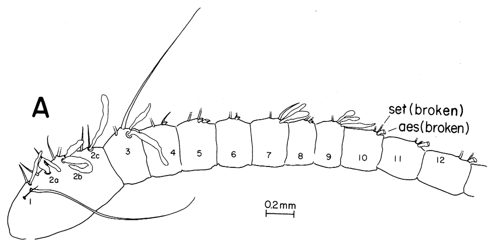 Species Neocalanus cristatus - Plate 8 of morphological figures