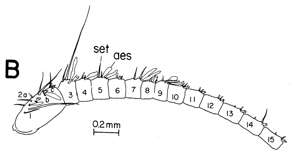 Espce Neocalanus plumchrus - Planche 27 de figures morphologiques