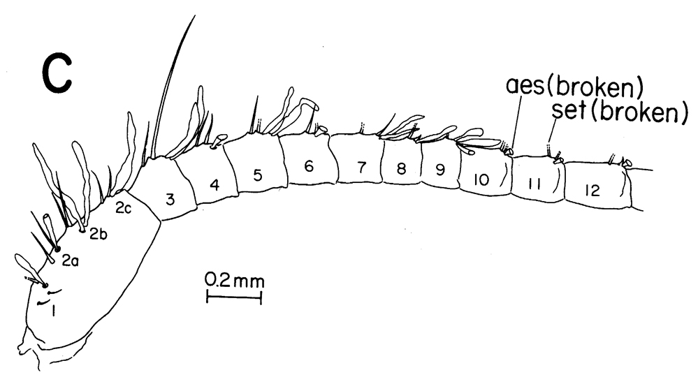 Espce Calanus hyperboreus - Planche 6 de figures morphologiques