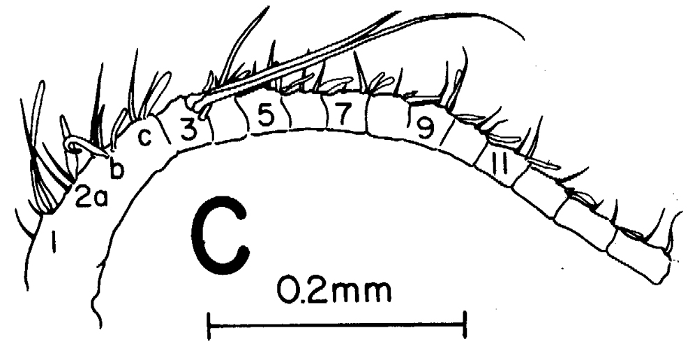 Species Canthocalanus pauper - Plate 7 of morphological figures