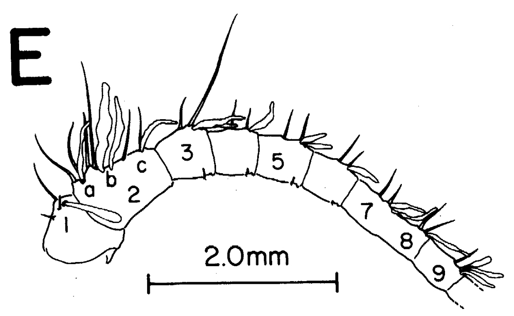 Species Megacalanus princeps - Plate 11 of morphological figures