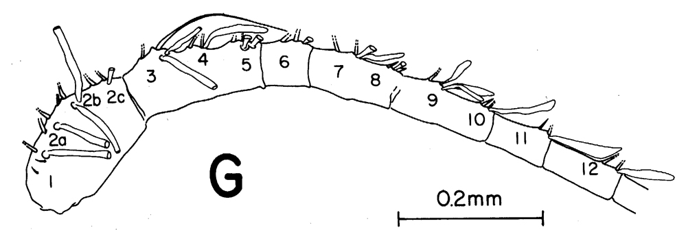 Espèce Mesocalanus tenuicornis - Planche 13 de figures morphologiques