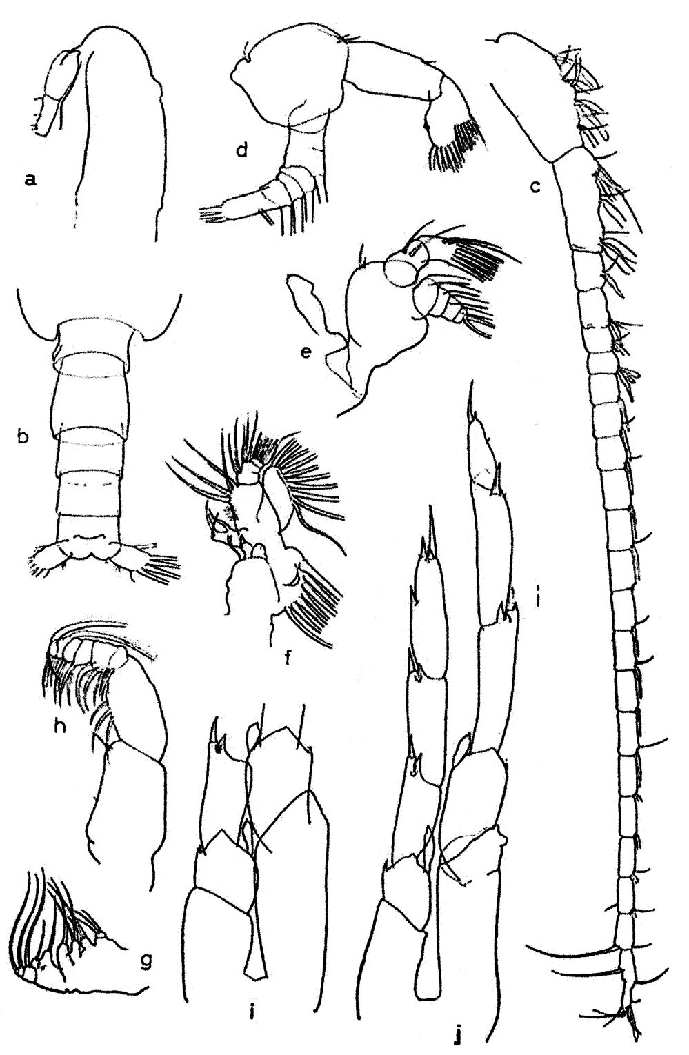 Espce Calanoides philippinensis - Planche 2 de figures morphologiques