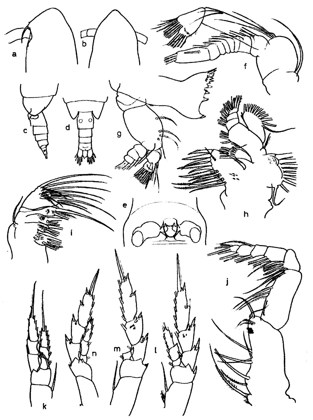 Espce Calanoides carinatus - Planche 7 de figures morphologiques