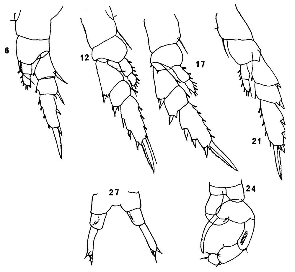 Espèce Temora turbinata - Planche 17 de figures morphologiques