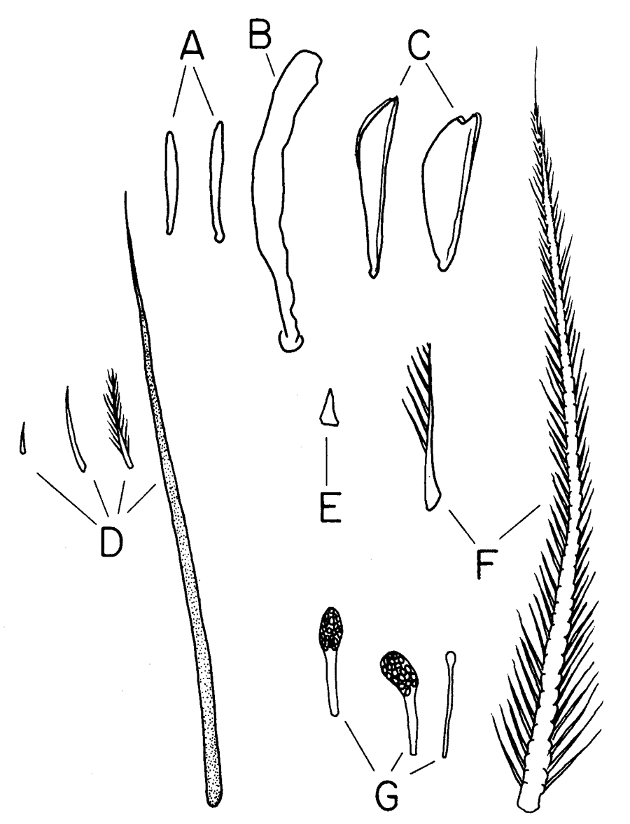Family Calanidae - Plate 1