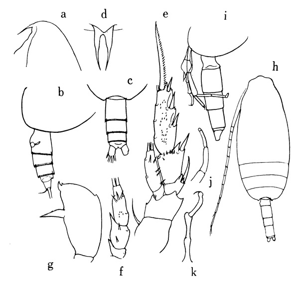 Espèce Scolecithricella profunda - Planche 1 de figures morphologiques