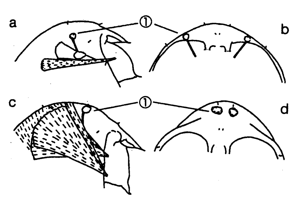 Espce Calanus glacialis - Planche 14 de figures morphologiques