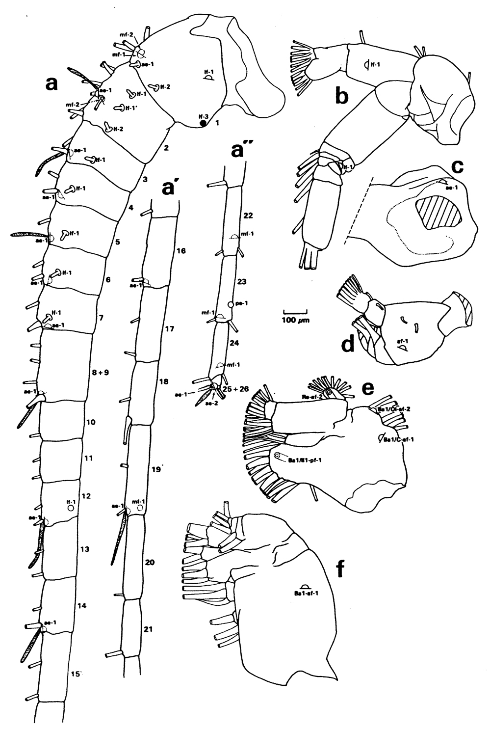 Species Pseudochirella obesa - Plate 12 of morphological figures