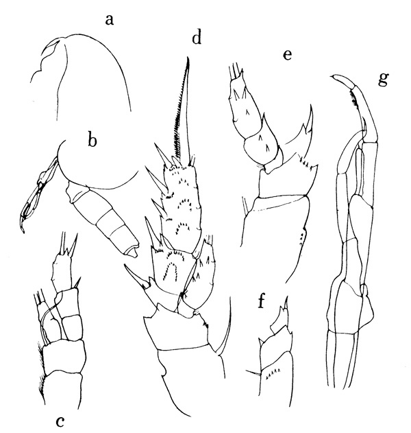 Species Scolecithricella tenuiserrata - Plate 1 of morphological figures