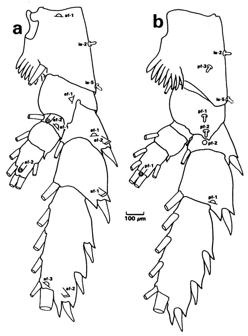 Species Pseudochirella obesa - Plate 16 of morphological figures