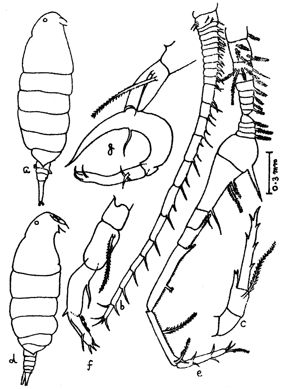 Espèce Pontella karachiensis - Planche 9 de figures morphologiques