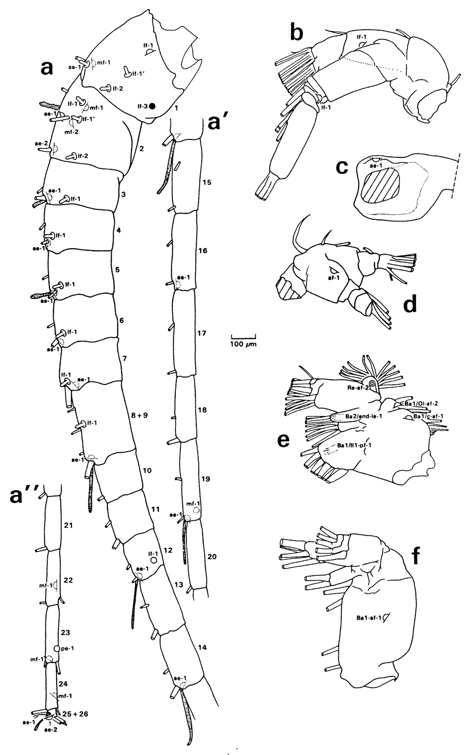 Species Undeuchaeta incisa - Plate 24 of morphological figures