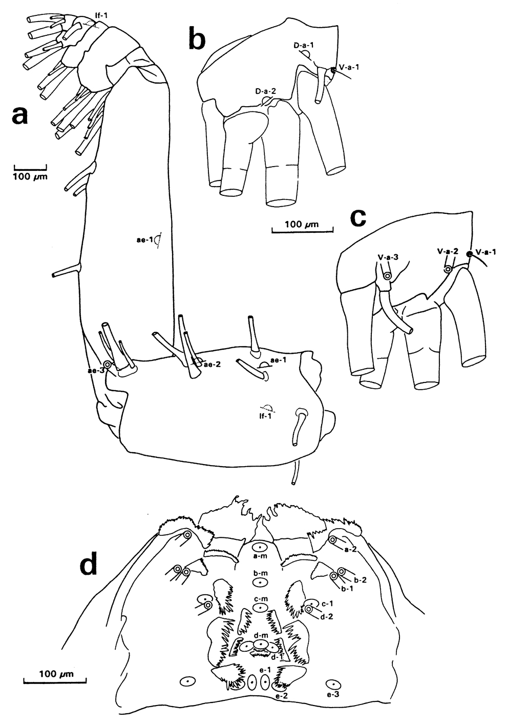 Species Undeuchaeta incisa - Plate 25 of morphological figures