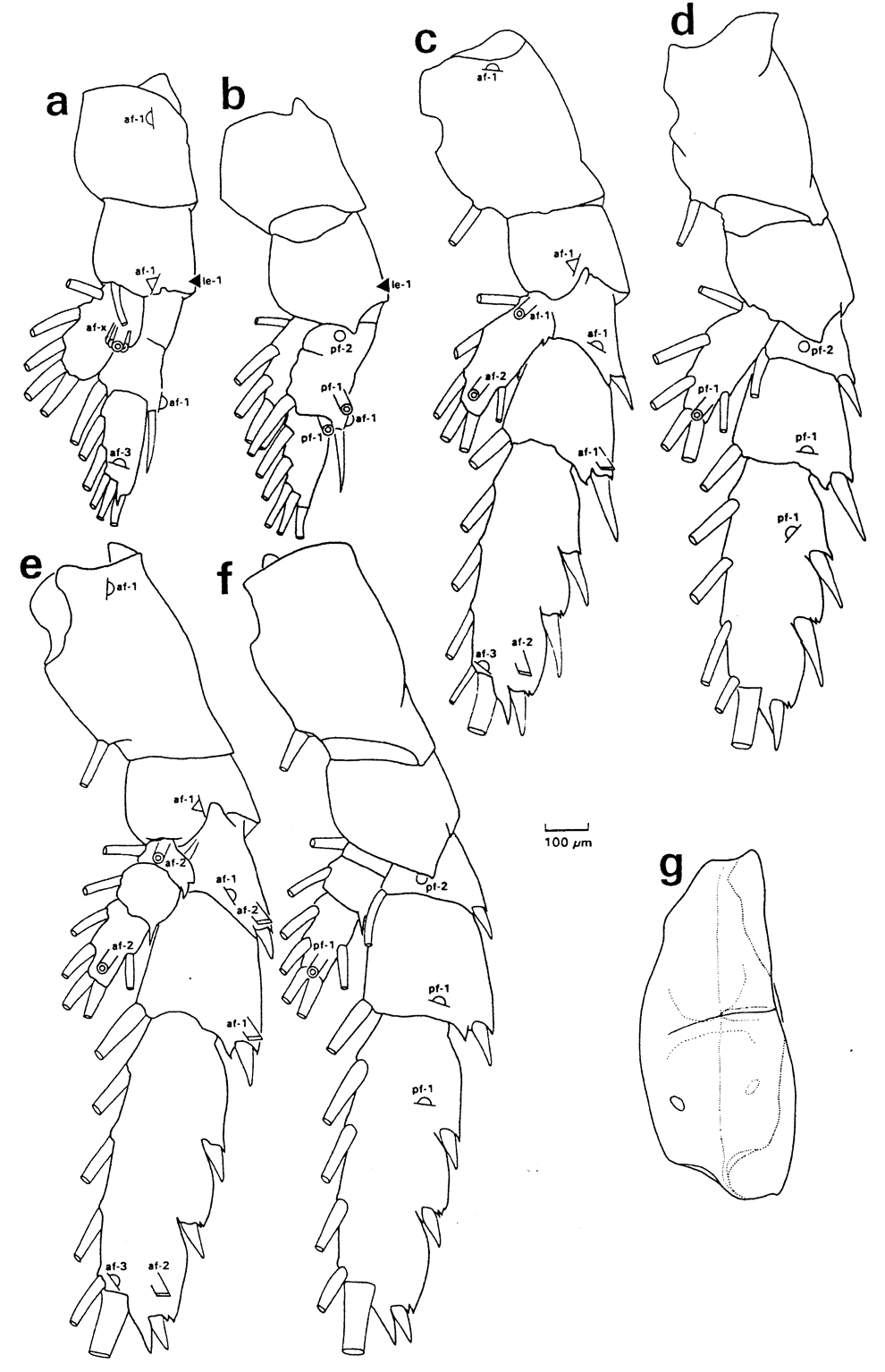 Species Undeuchaeta incisa - Plate 26 of morphological figures