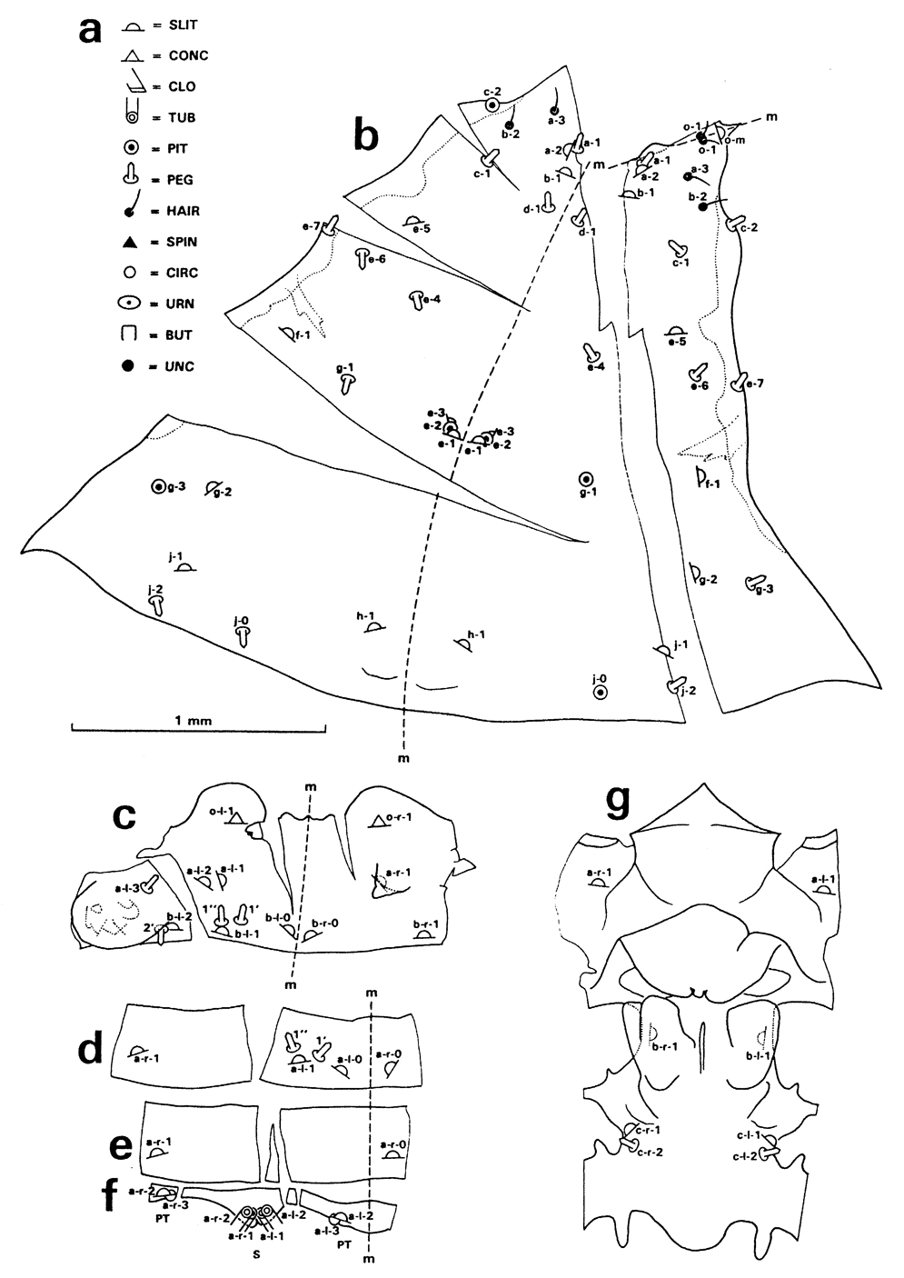 Species Undeuchaeta incisa - Plate 28 of morphological figures