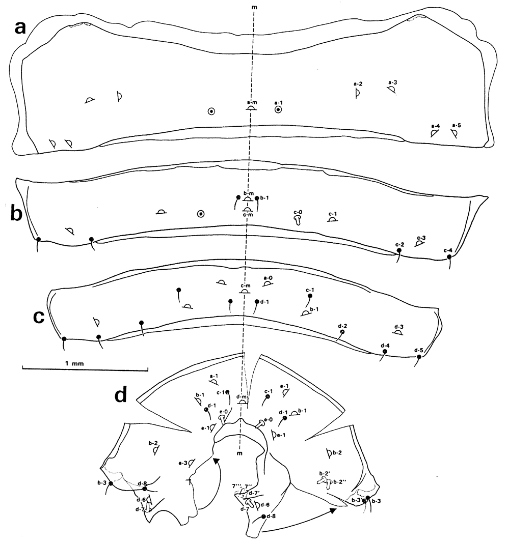 Espce Undeuchaeta incisa - Planche 29 de figures morphologiques