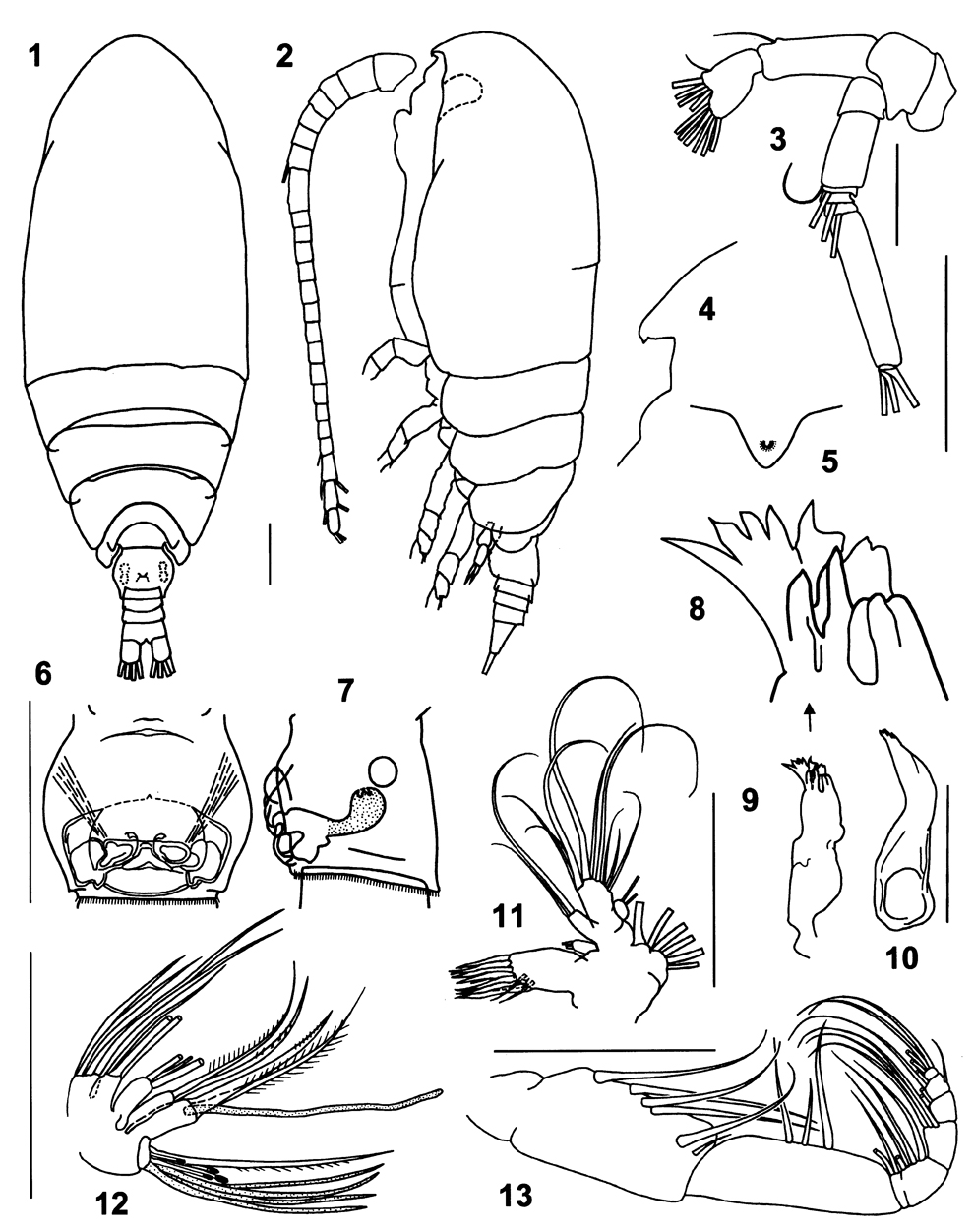 Espce Brodskius arcticus - Planche 1 de figures morphologiques