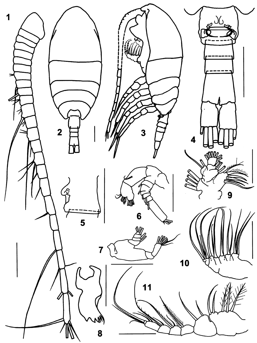 Espce Pertsovius tridentatus - Planche 1 de figures morphologiques