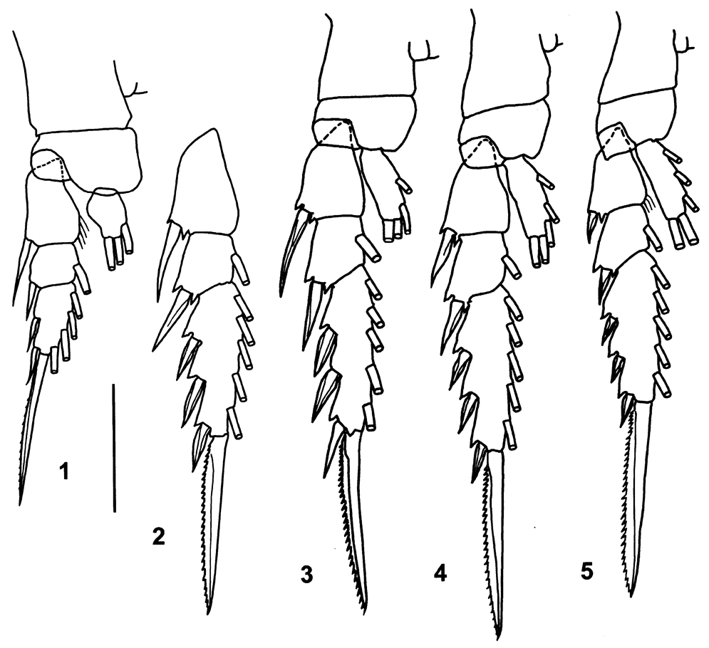 Espce Pertsovius tridentatus - Planche 2 de figures morphologiques