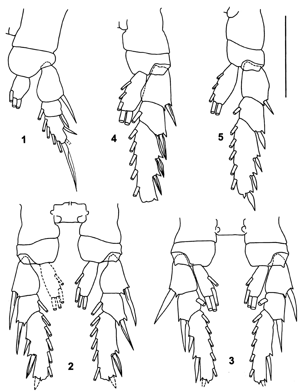 Espce Pertsovius heterodentatus - Planche 2 de figures morphologiques