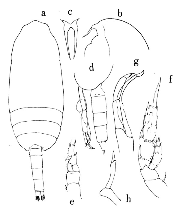 Species Scolecithricella avia - Plate 1 of morphological figures