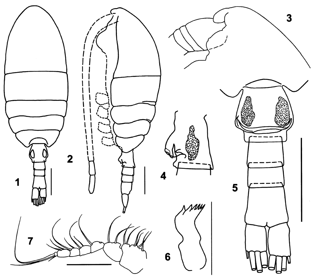 Espce Pertsovius serratus - Planche 1 de figures morphologiques