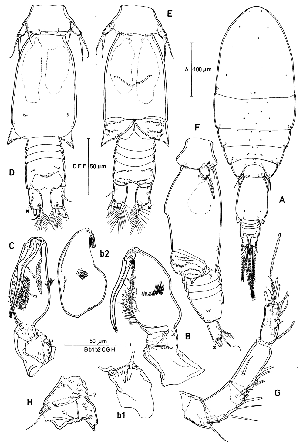 Species Oncaea serrulata - Plate 5 of morphological figures