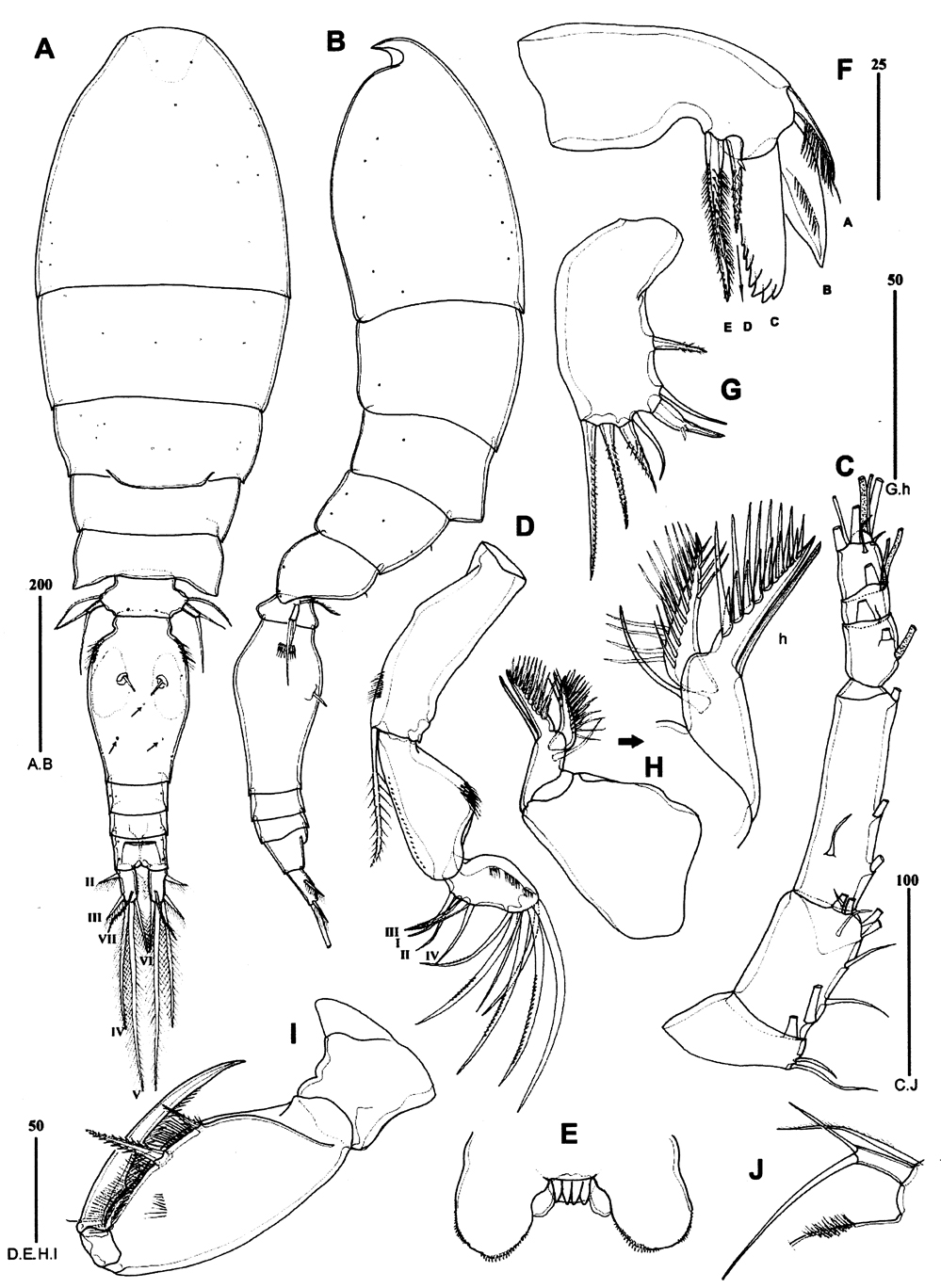 Species Triconia hirsuta - Plate 1 of morphological figures