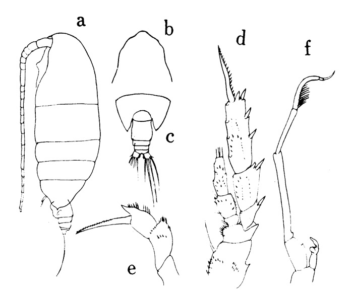 Espce Scolecitrichopsis ctenopus - Planche 1 de figures morphologiques