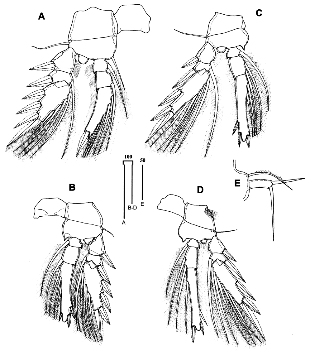 Espèce Triconia conifera - Planche 24 de figures morphologiques