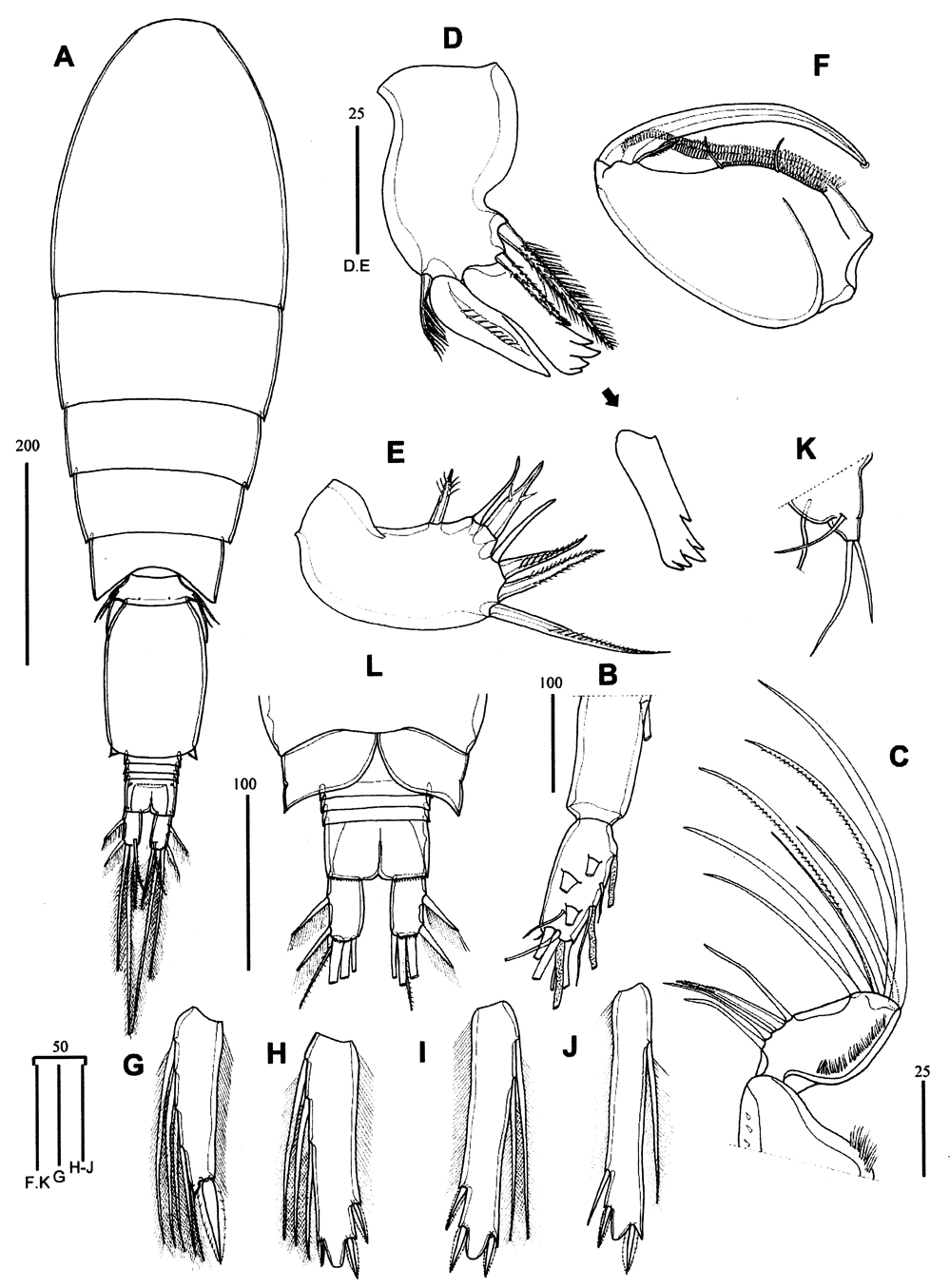 Espèce Triconia conifera - Planche 25 de figures morphologiques
