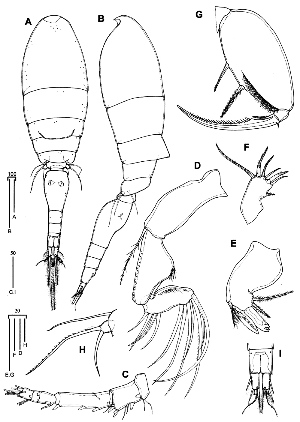 Species Triconia borealis - Plate 7 of morphological figures