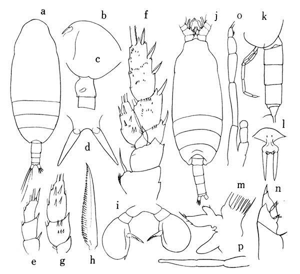 Espce Pseudoamallothrix ovata - Planche 2 de figures morphologiques