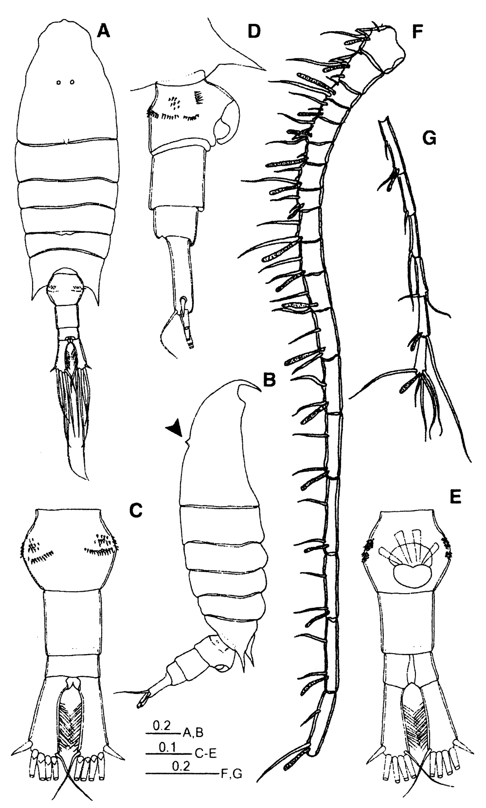 Espèce Centropages uedai - Planche 1 de figures morphologiques