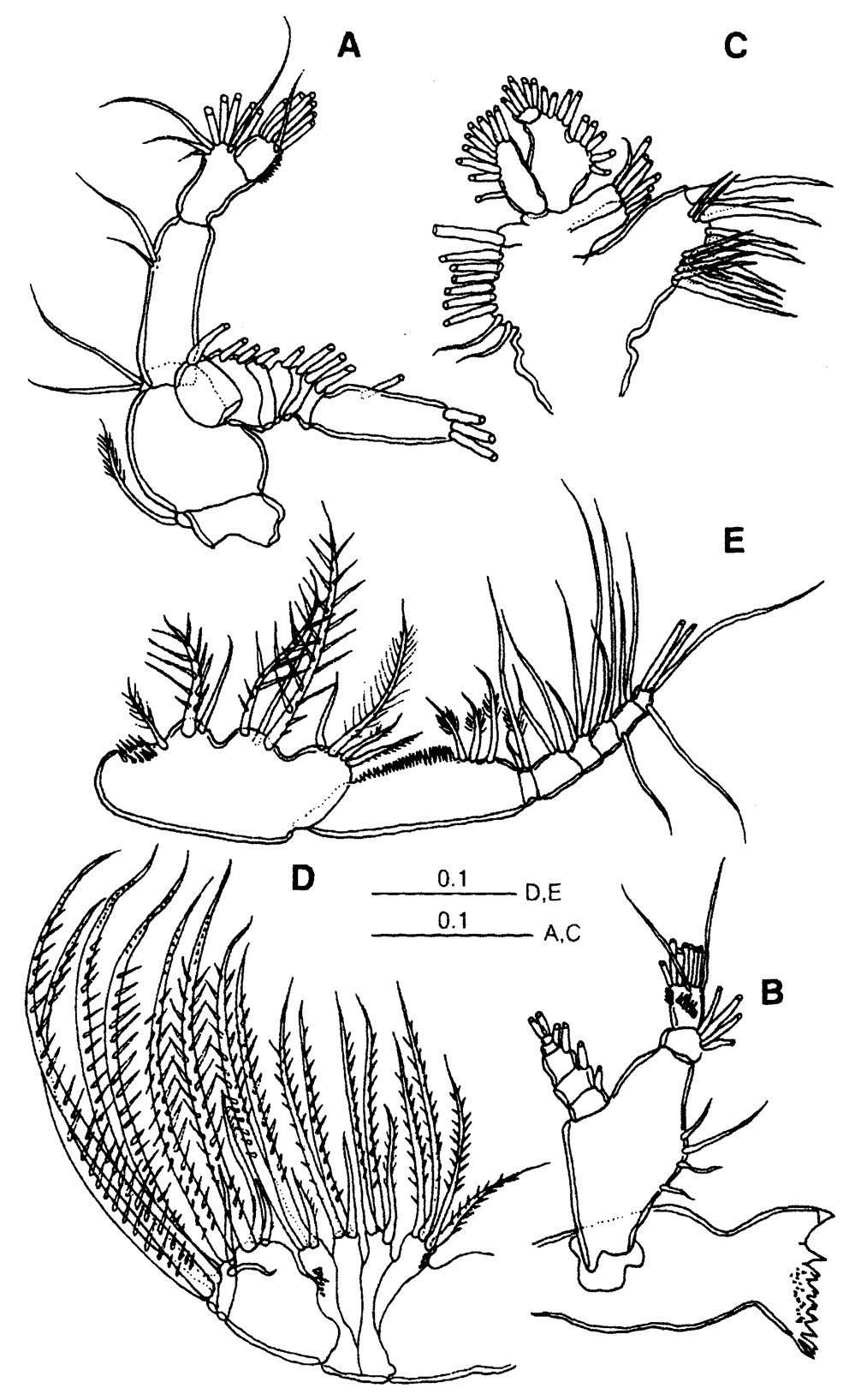 Espèce Centropages uedai - Planche 2 de figures morphologiques