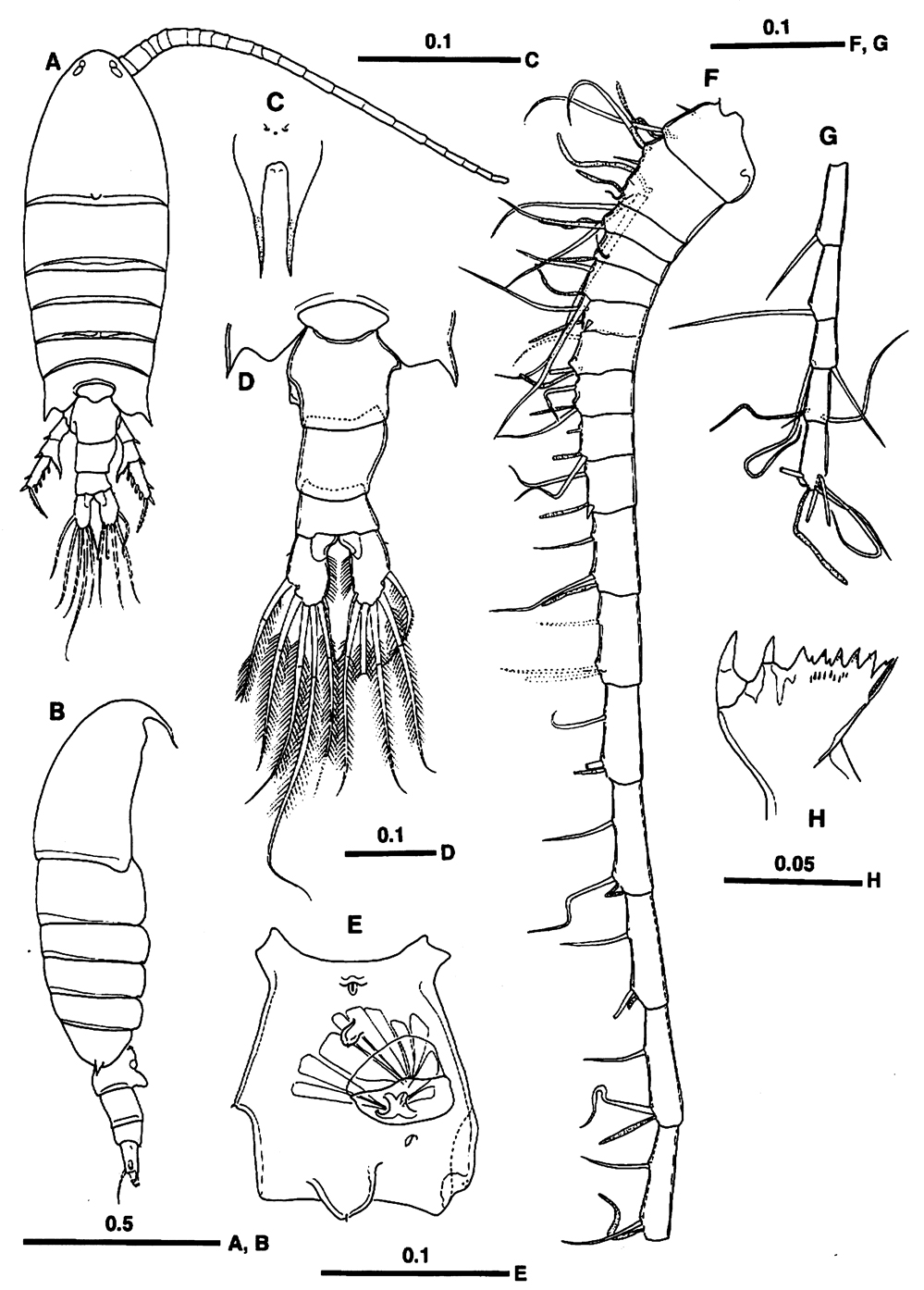 Espce Centropages maigo - Planche 1 de figures morphologiques