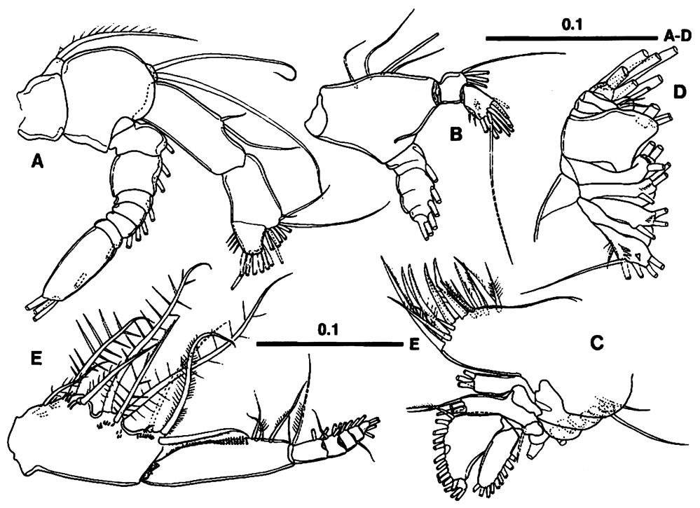 Species Centropages maigo - Plate 2 of morphological figures