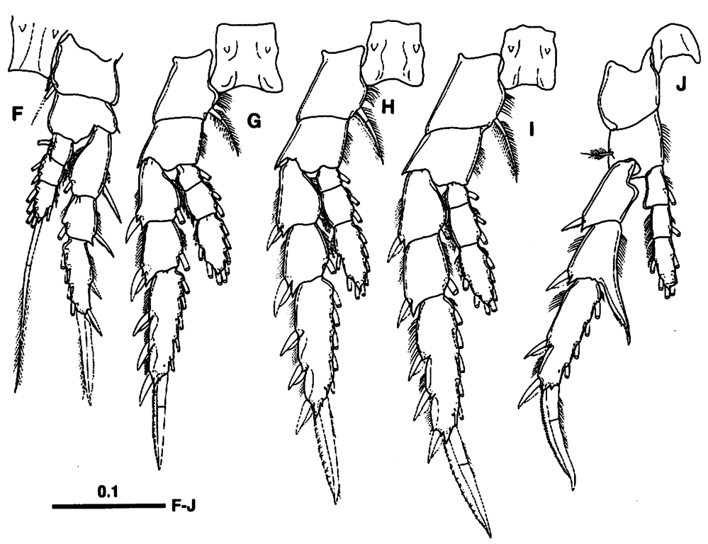Species Centropages maigo - Plate 3 of morphological figures
