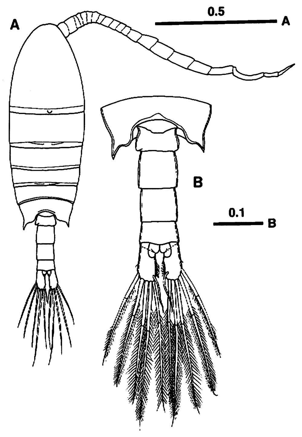 Species Centropages maigo - Plate 5 of morphological figures