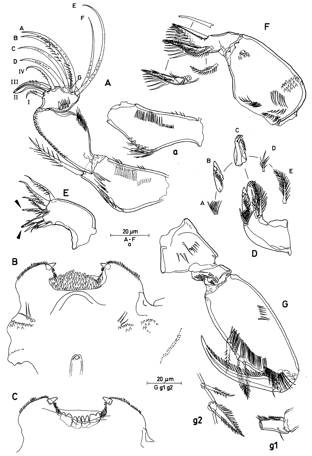 Espce Oncaea serrulata - Planche 2 de figures morphologiques