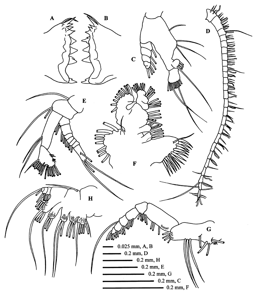 Espce Calanoides carinatus - Planche 10 de figures morphologiques