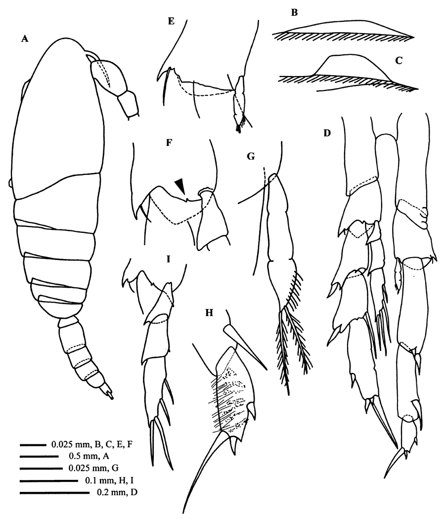 Espce Calanoides carinatus - Planche 12 de figures morphologiques