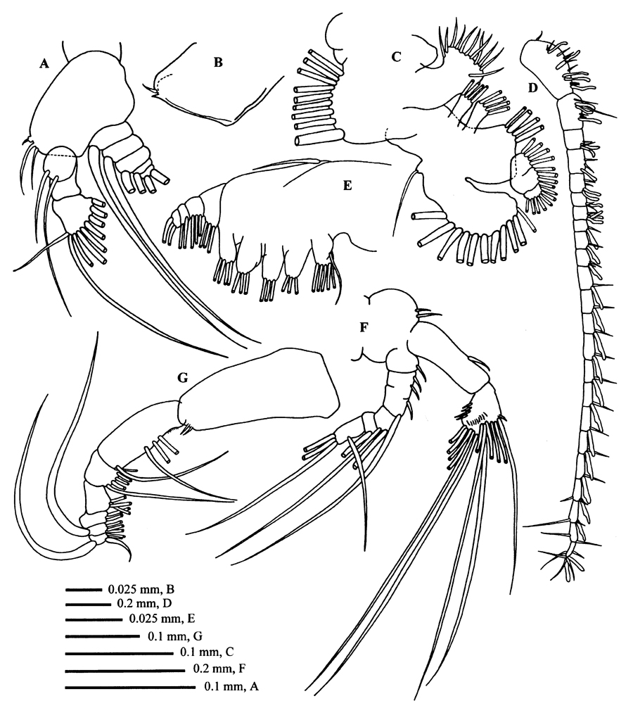 Espce Calanoides carinatus - Planche 13 de figures morphologiques