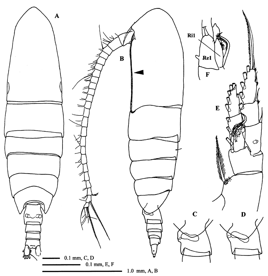 Espce Calanoides brevicornis - Planche 2 de figures morphologiques