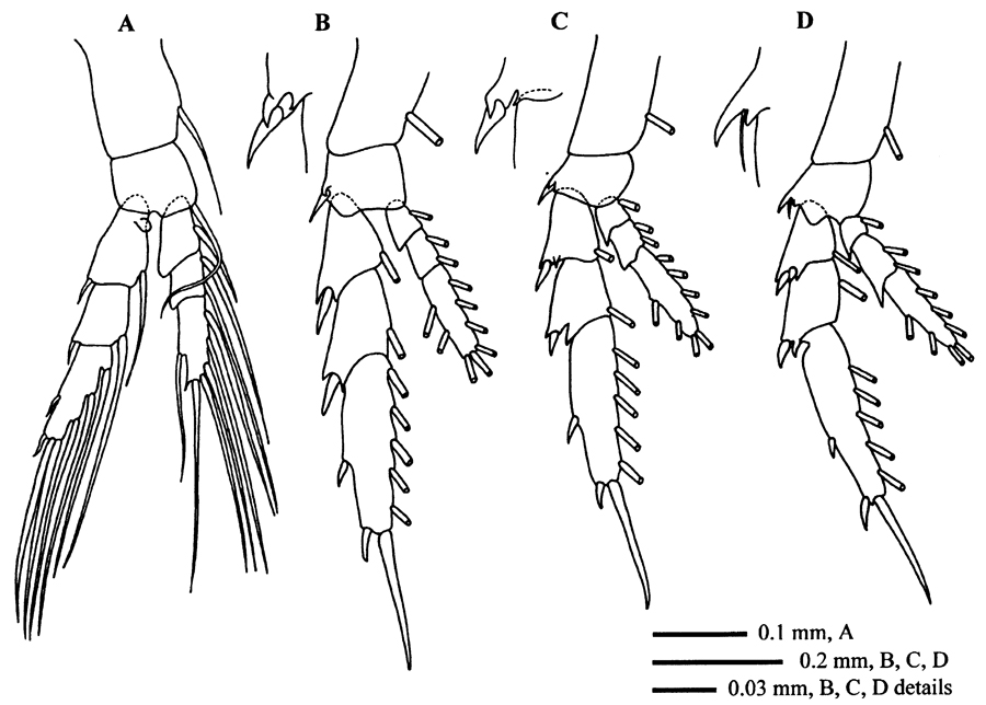 Espce Calanoides carinatus - Planche 14 de figures morphologiques