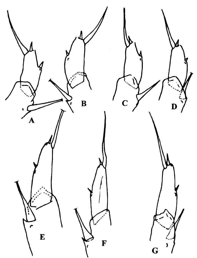 Espce Calanoides carinatus - Planche 15 de figures morphologiques