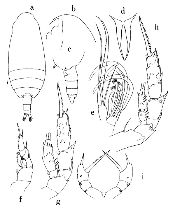Espce Scolecithricella propinqua - Planche 1 de figures morphologiques